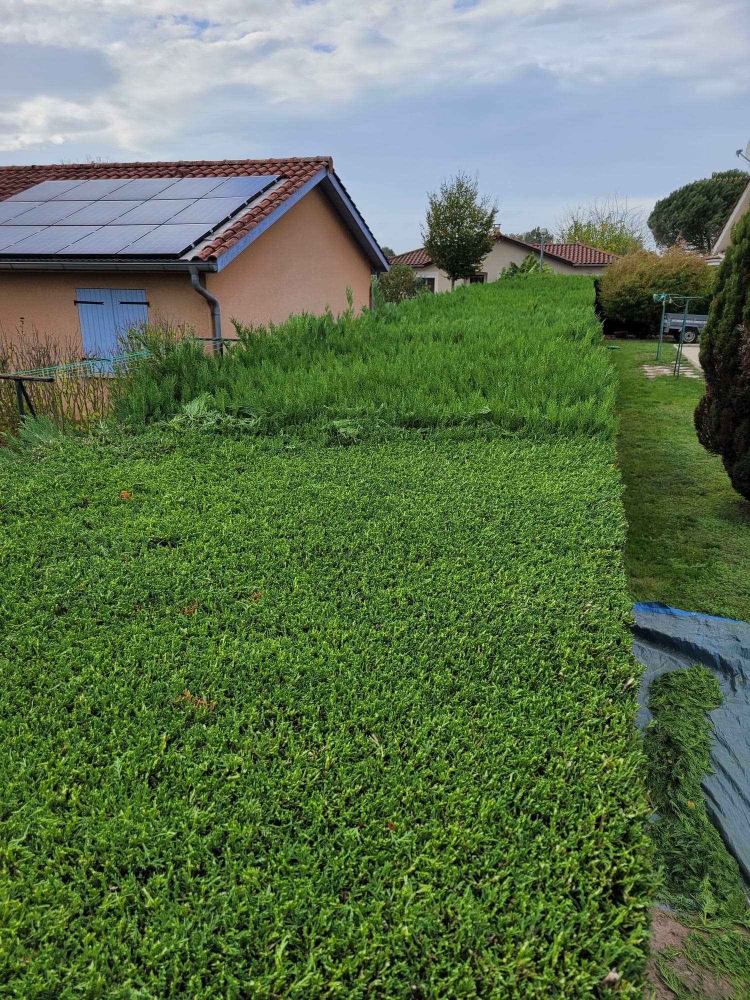 Haie fraîchement taillée bordant une pelouse